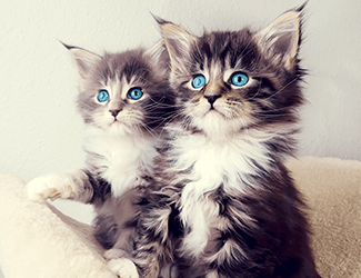 低空無人機測繪:高效、精確、廣泛應用的新興技術